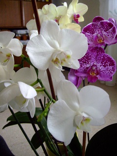 Foto riesengroßer Orchideenblüten