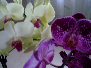 Foto von farbenfrohen Orchideen