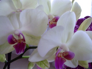 Foto einer weißen Orchidee