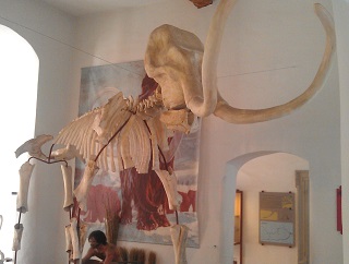 Foto vom Mammut im Juramuseum der Willibaldsburg